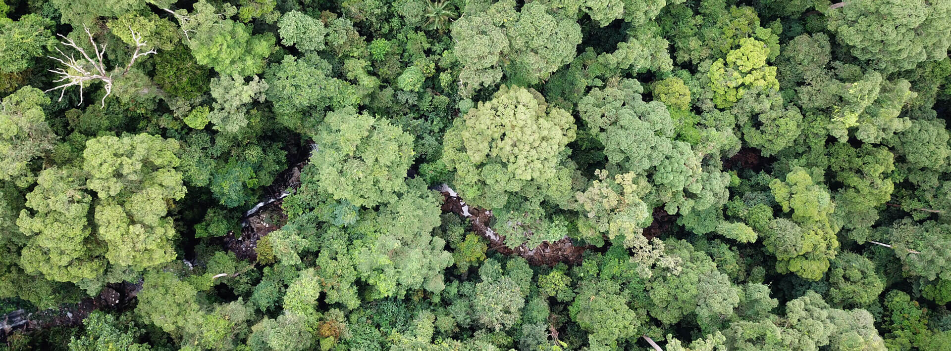 Holz - Ein nachwachsender Rohstoff