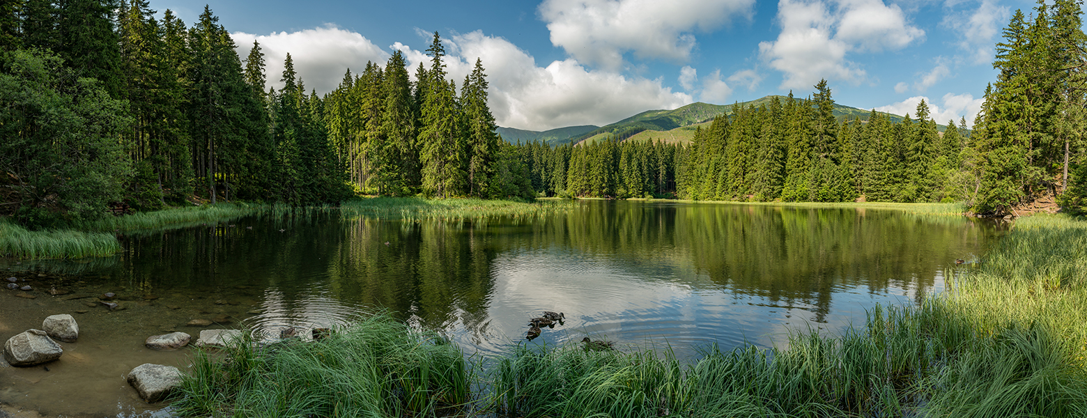 Der Wald im Mittelalter