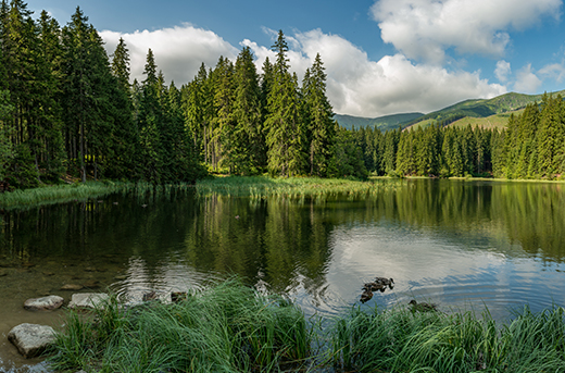 Wald mit See