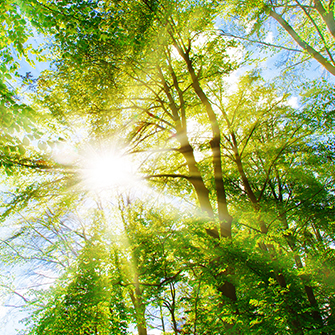 Sonnenstrahlen fallen durch Baumkrone