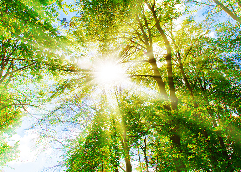 Sonnenstrahlen fallen durch Baumkrone