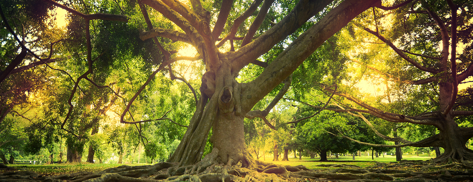 Unser Freund der Baum