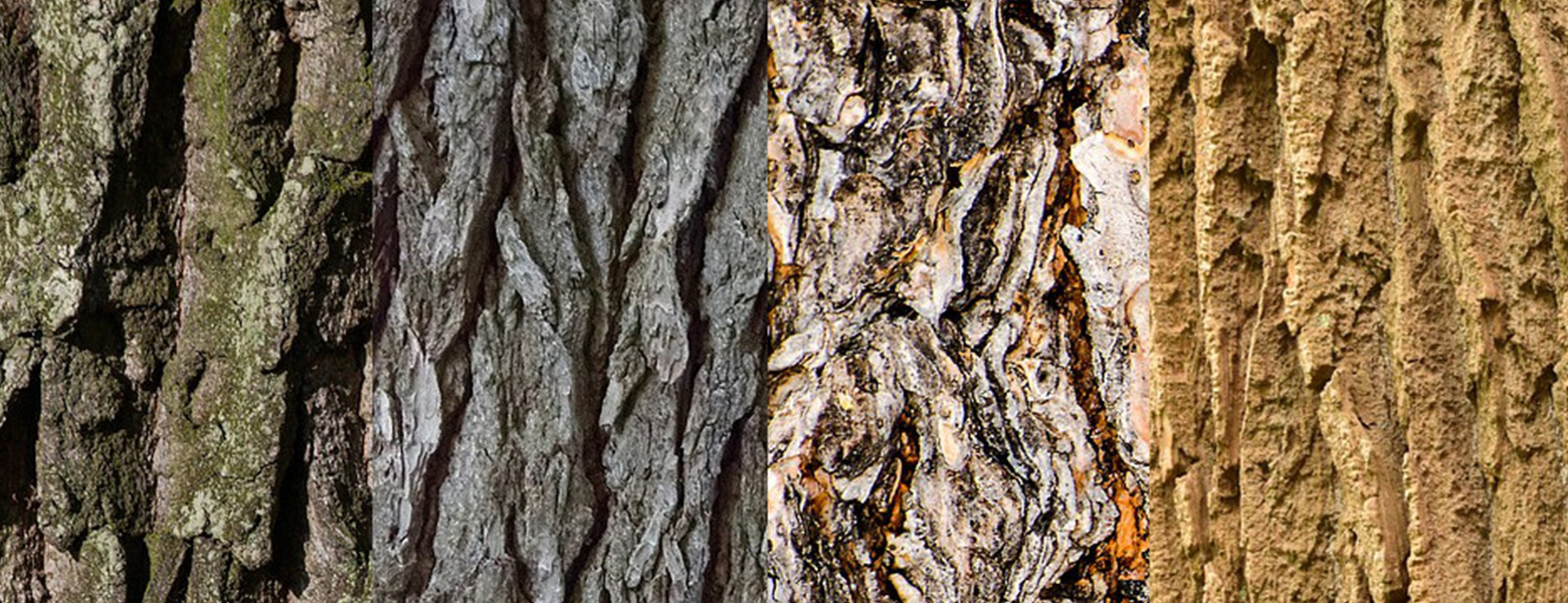 Bekannte Holzarten auf einen Blick