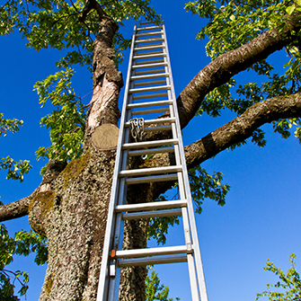 Leiter lehnt an einem Baum