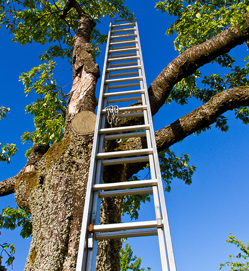 Leiter lehnt an einem Baum