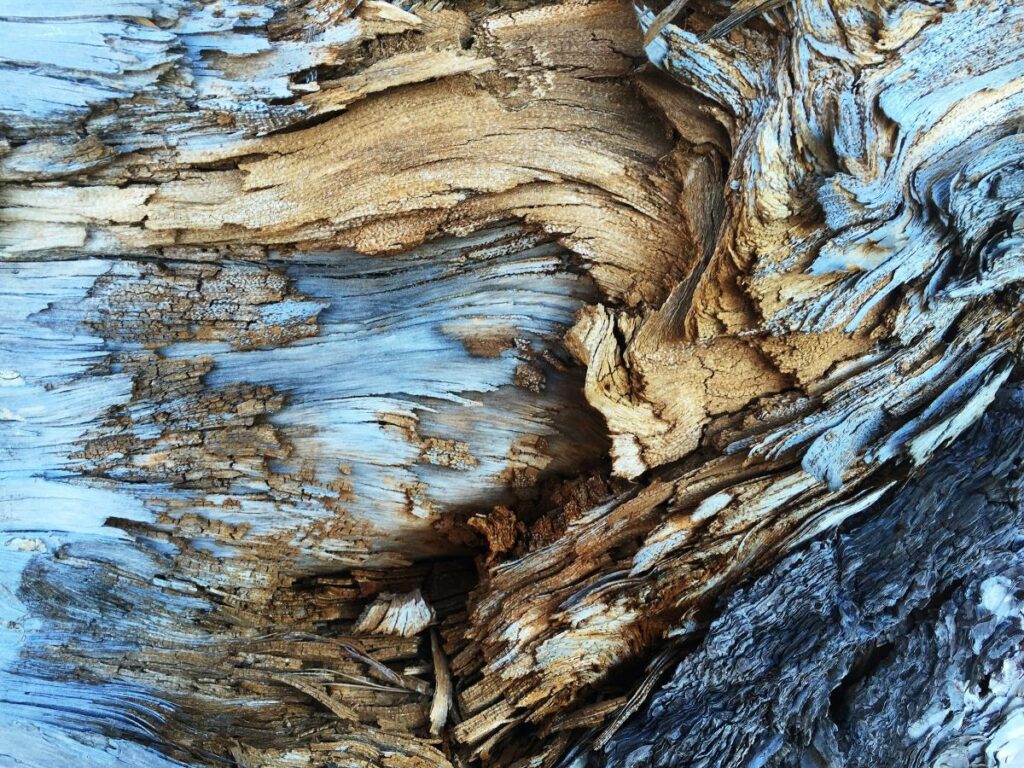Nahaufnahme einer Baumrinde, auf der sich der lebendige Wuchs des Holzes zeigt